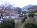 画像: 地元の桜情報ＮＯ・1