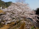 画像: 桜満開