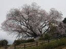 画像: 百年桜