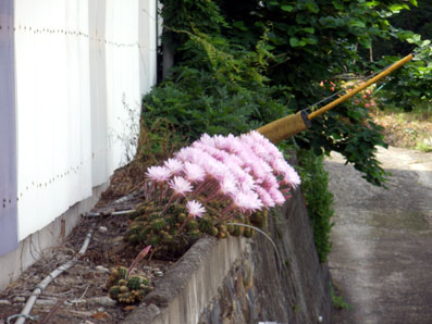 画像: 今年も咲いたサボテンの花