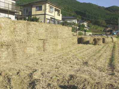 画像: 河川敷の草