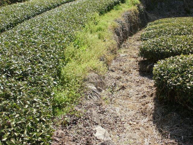 画像: 隣の茶園