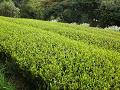画像: 新茶の収穫が遅くなります？