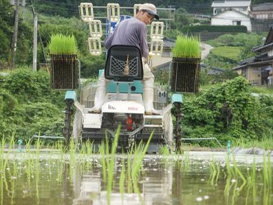 画像: 田植