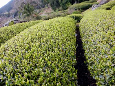 画像: 新茶の芽が少し伸びました