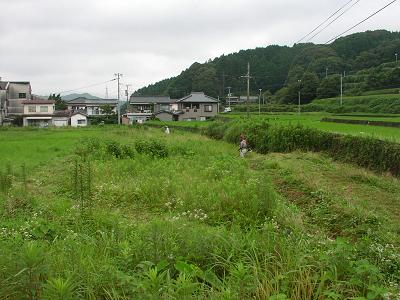 画像: 草払い